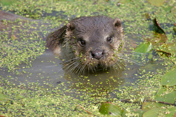 Injured otter returned to the wild by RSPCA